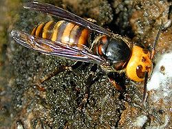 最強の蜂オオスズメバチの天敵はオニヤンマ テラフォーマーズ サムライスイング
